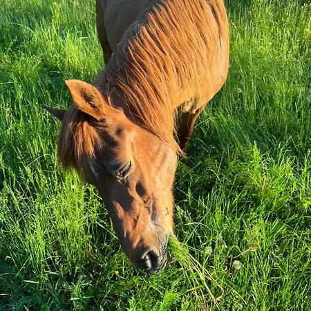 Mobil Xxl 4 - A L'ombre Des Tilleuls *