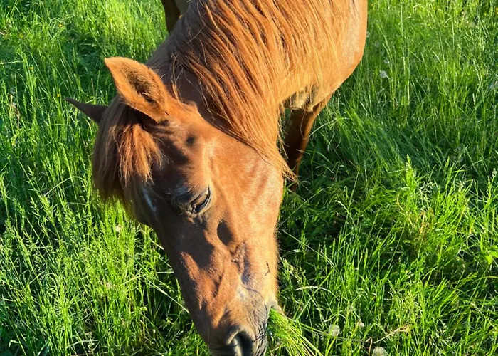Mobil Xxl 4 - A L'ombre Des Tilleuls *