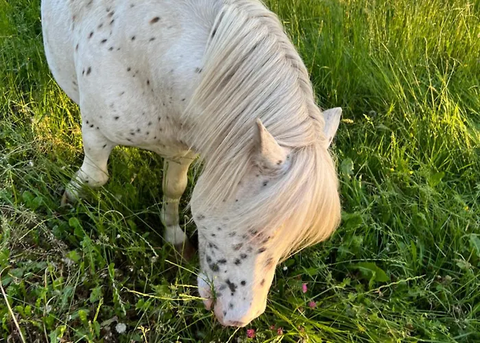 Camping Mobil Xxl 4 - A L'ombre Des Tilleuls Peyrouse